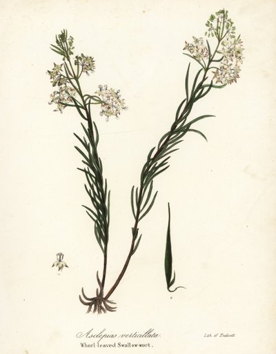 Whorled milkweed, wschodni perłówka, skrzyp polny lub jaskółka okółkowata, Asclepias verticillata autorstwa Endicott Endicott