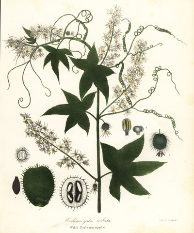 Dziki ogórek, kłujący ogórek, burogórek lub dzikie jabłko balsamiczne, Echinocystis lobata autorstwa Endicott Endicott