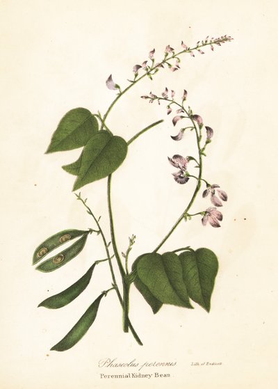 Dzika fasola zwyczajna, Phaseolus polystachios (Wieloletnia fasola zwyczajna, Phaseolus perennis) autorstwa Endicott Endicott