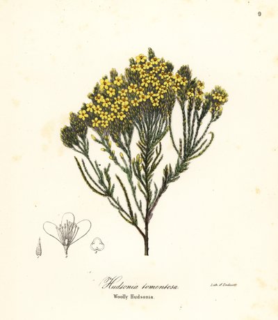 wrzos plażowy, wrzos plażowy, wrzos piaskowy lub włochaty hudsonia, Hudsonia tomentosa autorstwa Endicott Endicott