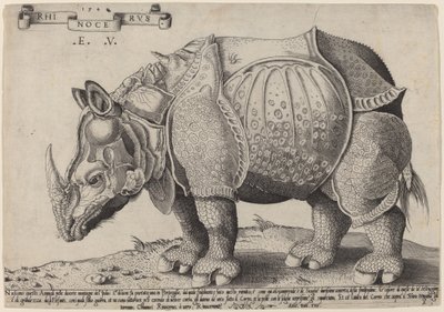 Nosorożec autorstwa Enea Vico after Albrecht Dürer