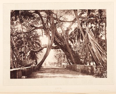 Drzewo Banyan, Jawa autorstwa English Photographer