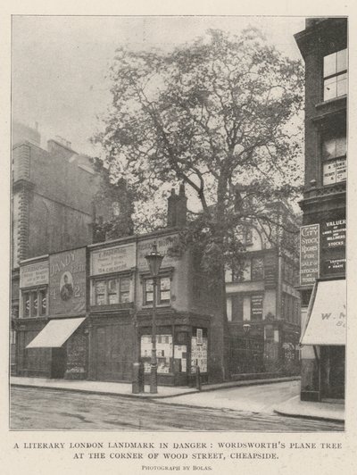 Literacki punkt orientacyjny Londynu w niebezpieczeństwie, platan Wordsworths na rogu Wood Street, Cheapside autorstwa English Photographer