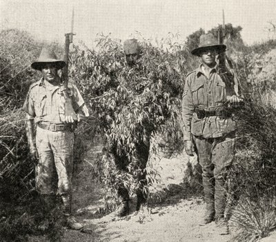 Turecki snajper, przebrany za krzak, w areszcie po schwytaniu przez wojska ANZAC, z „Wielka Wojna: Historia”, tom III, 1916 autorstwa English Photographer