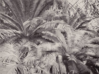 Grupa sagowców w Palmiarni w Kew (zdjęcie czarno-białe) autorstwa English Photographer