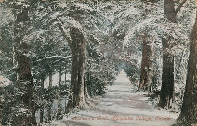 Addisons Walk, Magdalen College w Oksfordzie. Pocztówka wysłana w 1913 roku. autorstwa English Photographer