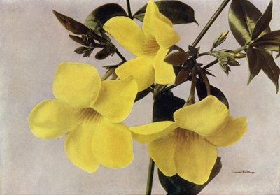 Allamanda Schottii Hendersonii (zdjęcie kolorowe) autorstwa English Photographer