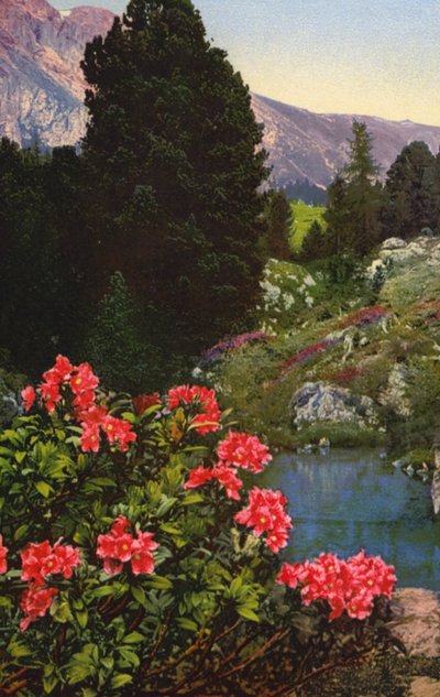 Kwiaty alpejskie: Rhododendron Ferrugineum (zdjęcie kolorowe) autorstwa English Photographer