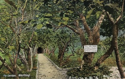Starożytne ogrody figowe w Tarring, Worthing, Sussex, twierdzące, że mają najstarsze drzewo figowe w Anglii, zasadzone przez Thomasa Becketa (zdjęcie) autorstwa English Photographer