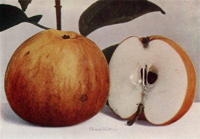 Apple, James Grieve (zdjęcie kolorowe) autorstwa English Photographer