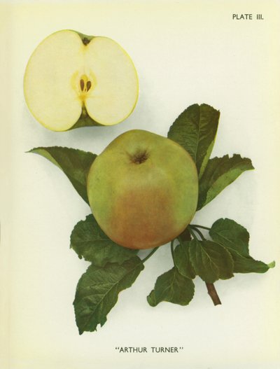 Jabłka Anglii: Arthur Turner (zdjęcie kolorowe) autorstwa English Photographer