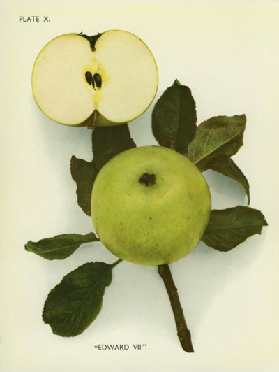 Jabłka Anglii: Edward VII (zdjęcie kolorowe) autorstwa English Photographer