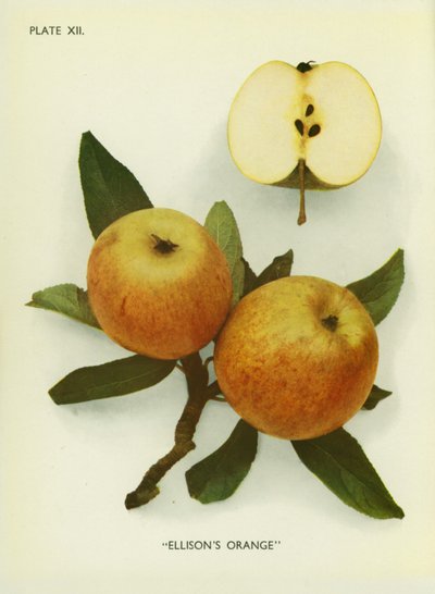 Jabłka Anglii: Ellison