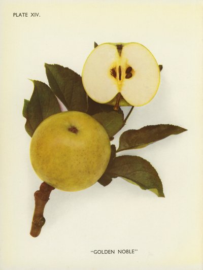 Jabłka z Anglii: Golden Noble (zdjęcie kolorowe) autorstwa English Photographer