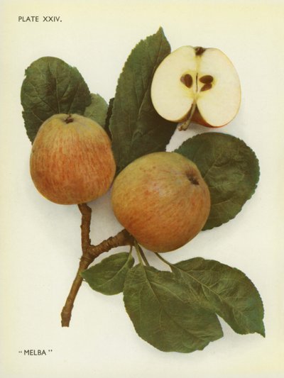 Jabłka z Anglii: Melba (zdjęcie kolorowe) autorstwa English Photographer