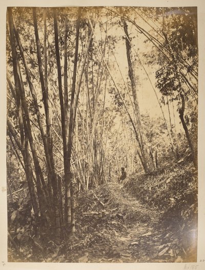 Bambusowy Las na Teesta.  Widoki Darjeeling. 1870 autorstwa English Photographer