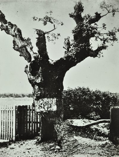 Brockley Lane: Stary Dąb, Londyn, 1890 autorstwa English Photographer