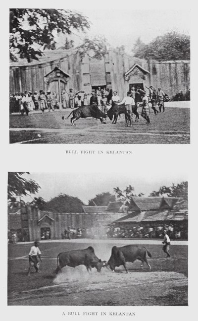 Walka byków w Kelantan (zdjęcie czarno-białe) autorstwa English Photographer