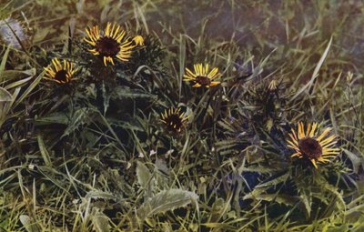 Carline Thistles (zdjęcie) autorstwa English Photographer