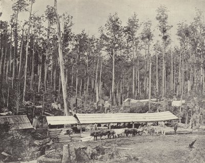 Tartak Childers, Gippsland autorstwa English Photographer