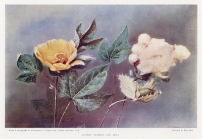 Cotton Flower and Boll (kolorowe zdjęcie) autorstwa English Photographer