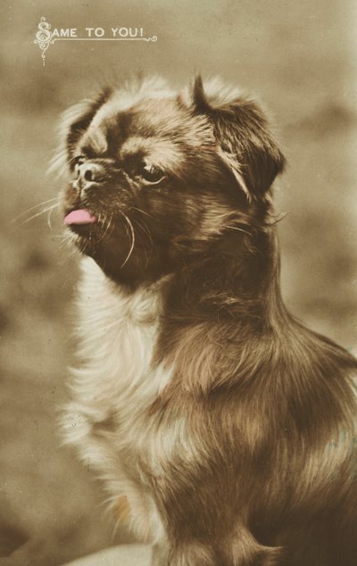 Pies wystawiający język (kolorowe zdjęcie) autorstwa English Photographer