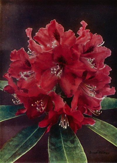 Doncaster (zdjęcie kolorowe) autorstwa English Photographer