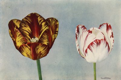 Dr Hardy i pani Collier (zdjęcie kolorowe) autorstwa English Photographer