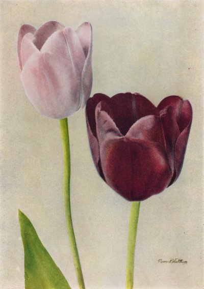 Euterpe i Frans Hals (zdjęcie kolorowe) autorstwa English Photographer