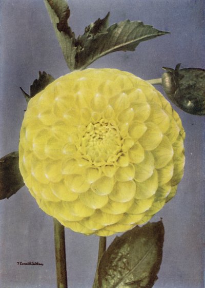 Fancy Dahlia, pani Saunders (zdjęcie kolorowe) autorstwa English Photographer