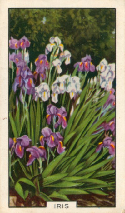 Kwiaty ogrodowe: Irys (kolorowe zdjęcie) autorstwa English Photographer