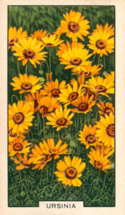 Kwiaty ogrodowe: Ursinia (zdjęcie kolorowe) autorstwa English Photographer