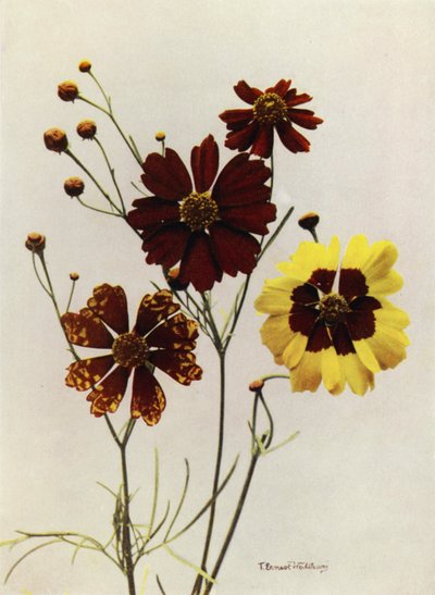 Ogrodowe odmiany Coreopsis Drummondii i Coreopsis Tinctoria (zdjęcie kolorowe) autorstwa English Photographer