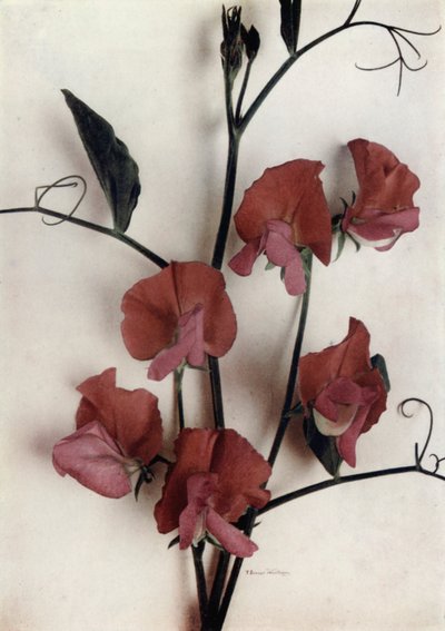 Helen Lewis (zdjęcie kolorowe) autorstwa English Photographer