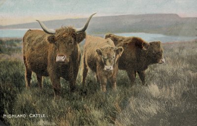 Bydło rasy Highland (zdjęcie) autorstwa English Photographer
