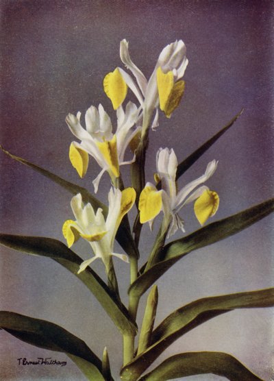 I Bucharica, A Typical Juno Iris (zdjęcie kolorowe) autorstwa English Photographer