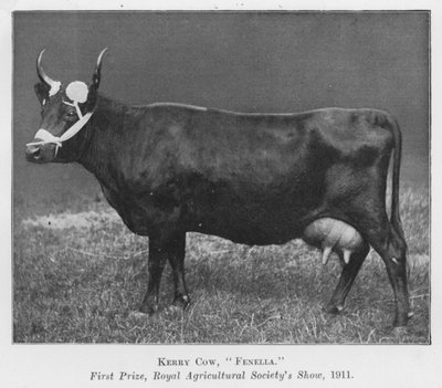 Kerry Cow, Fenella, I nagroda, Wystawa Królewskiego Towarzystwa Rolniczego autorstwa English Photographer