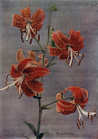 L Maximowiczii (druk) autorstwa English Photographer