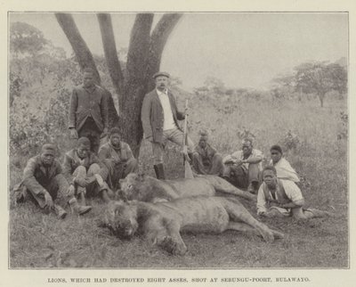 Lwy, które zniszczyły Osiem Osłów, strzelały do Sebungu-Poort, Bulawayo autorstwa English Photographer