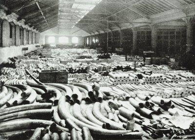 London Docks: magazyn kości słoniowej, 1895 autorstwa English Photographer