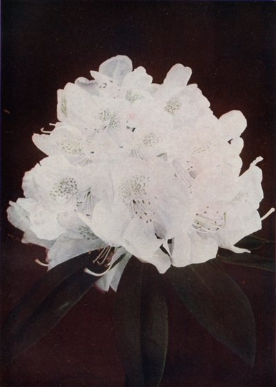 Madame Carvalho (zdjęcie kolorowe) autorstwa English Photographer