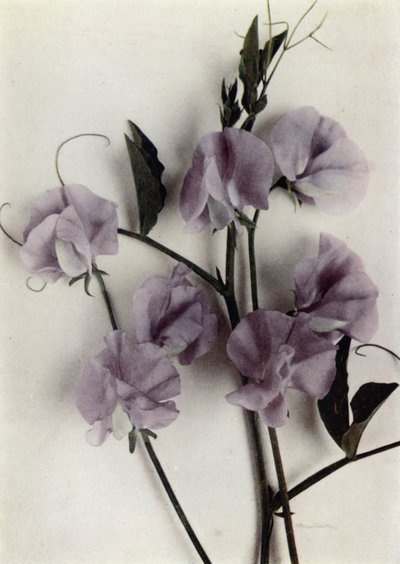 Arcydzieło (zdjęcie kolorowe) autorstwa English Photographer