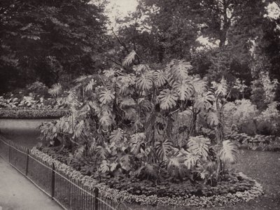 Monstera Deliciosa w parku Battersea (zdjęcie czarno-białe) autorstwa English Photographer