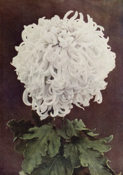 Pani Gilbert Drabble (zdjęcie kolorowe) autorstwa English Photographer