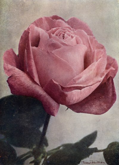 Pani John Laing (HP) (zdjęcie kolorowe) autorstwa English Photographer