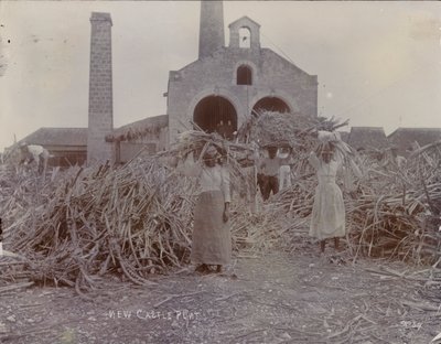 Plantacja Newcastle, 1880 autorstwa English Photographer