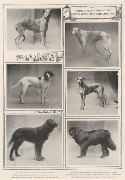 Znani zdobywcy nagród na czterdziestej szóstej wystawie Kennel Clubs autorstwa English Photographer