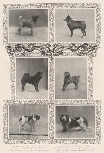 Znani zdobywcy nagród na czterdziestej szóstej wystawie Kennel Clubs autorstwa English Photographer