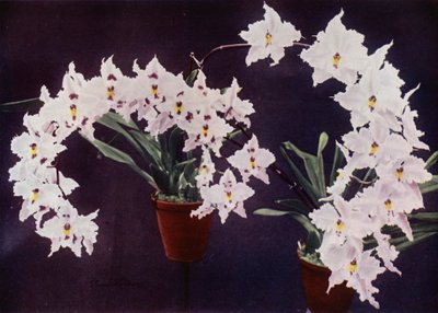 Odontoglossum Crispum (zdjęcie kolorowe) autorstwa English Photographer