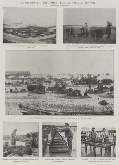 Kultura ostryg, słynne łóżka w Cancale, Bretania autorstwa English Photographer